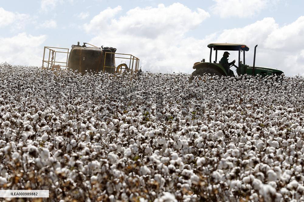 BRAZIL-GOIAS-COTTON-HARVEST