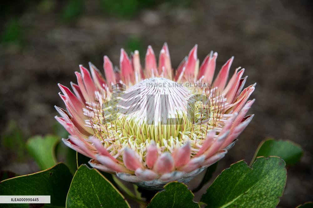 SOUTH AFRICA-CAPE TOWN-KING PROTEA-BLOOM