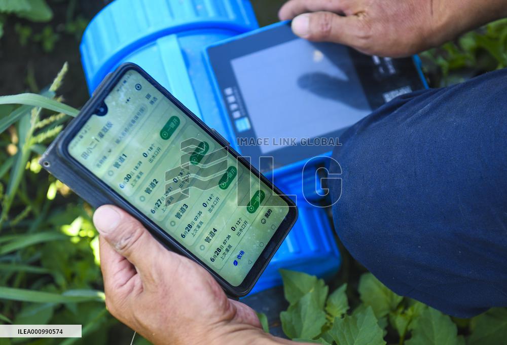 CHINA-XINJIANG-FARMLAND MANAGEMENT-SUMMER HARVEST-TECHNOLOGY APPLICATION (CN)