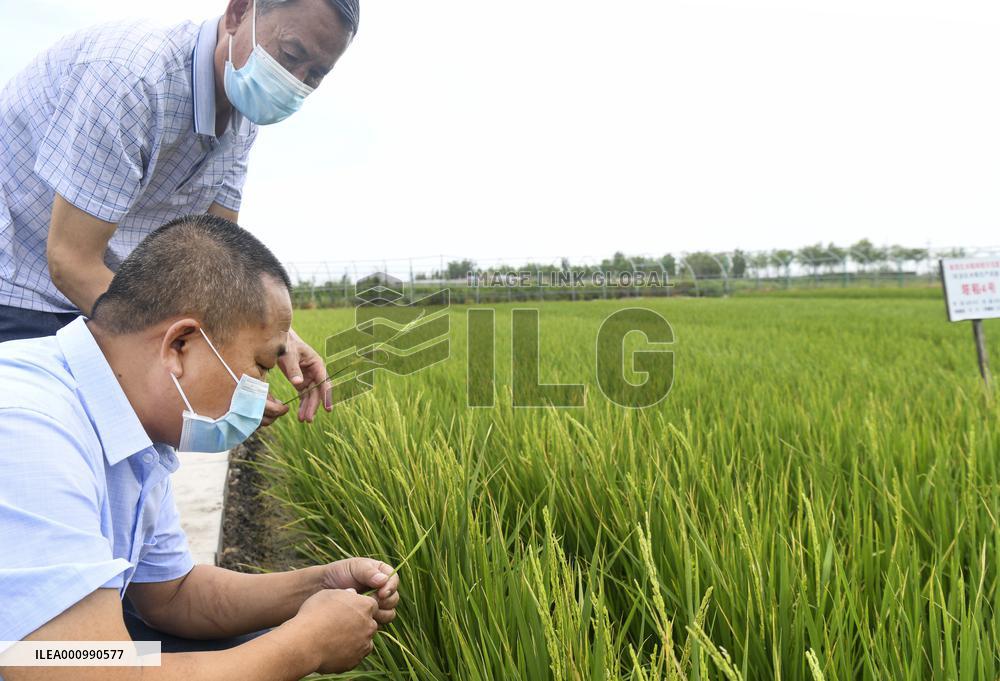 CHINA-XINJIANG-FARMLAND MANAGEMENT-SUMMER HARVEST-TECHNOLOGY APPLICATION (CN)