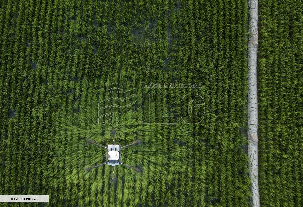 CHINA-XINJIANG-FARMLAND MANAGEMENT-SUMMER HARVEST-TECHNOLOGY APPLICATION (CN)