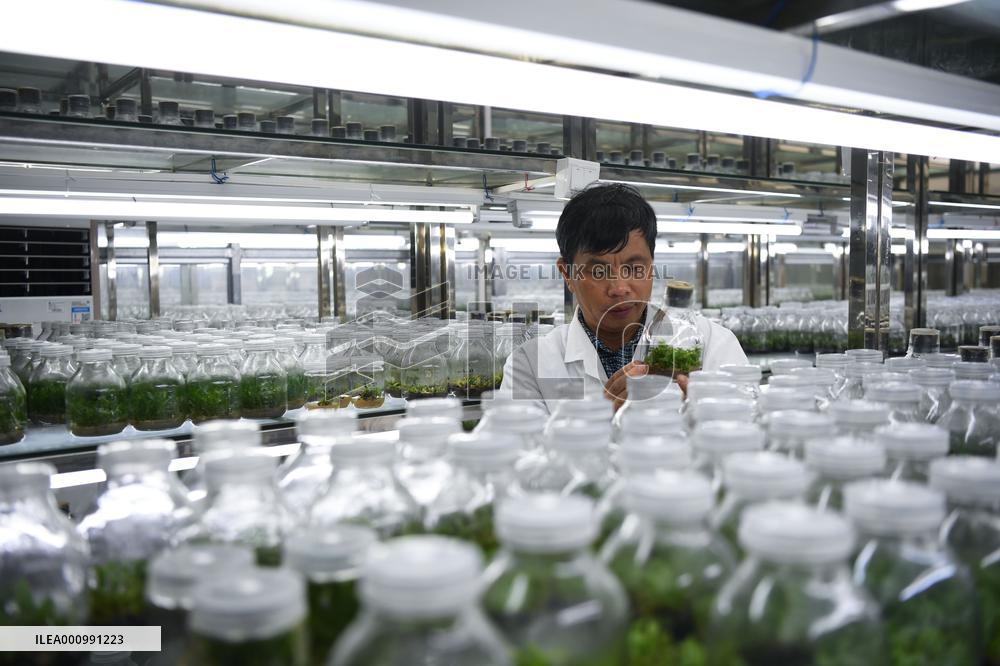 CHINA-GUANGDONG-SOUTH CHINA NATIONAL BOTANICAL GARDEN (CN)