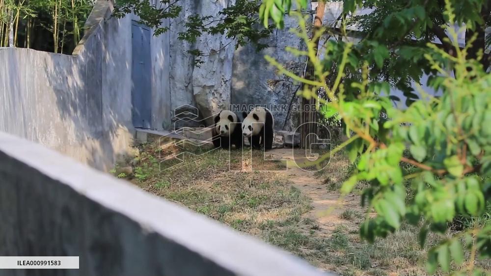 How giant pandas in China's Shaanxi keep cool in summer