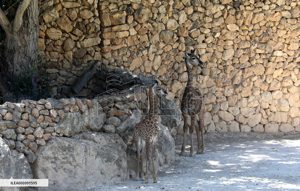 MIDEAST-JERUSALEM-ZOO-BABY GIRAFFE