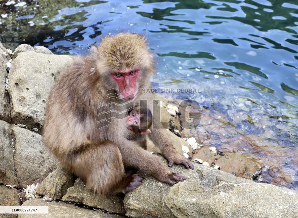 Mother monkey and baby