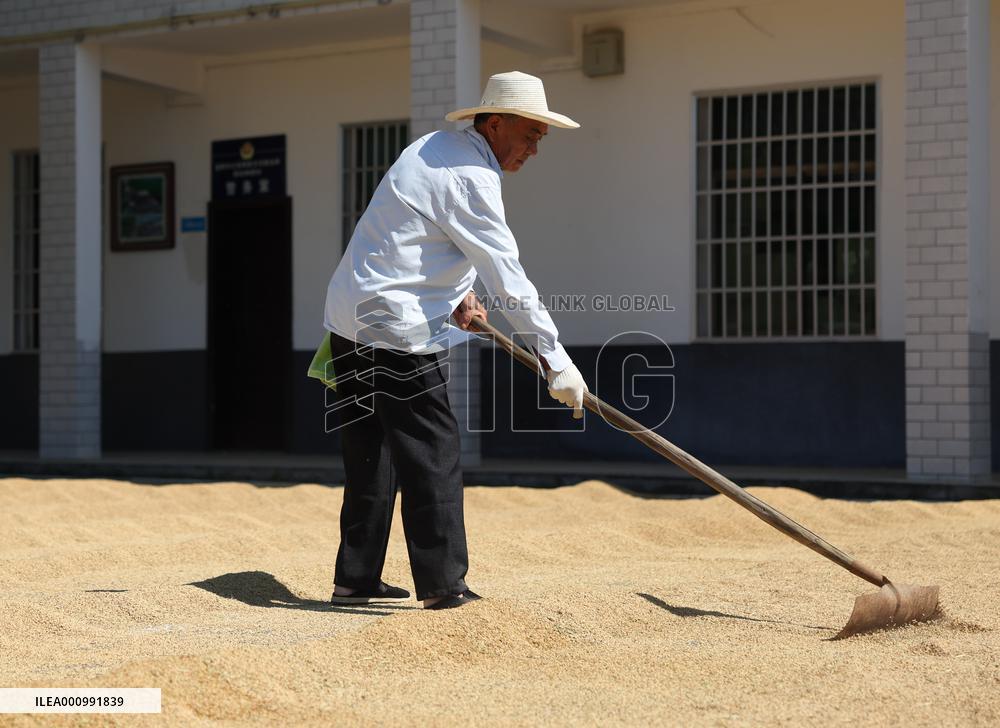 CHINA-HUNAN-YIYANG-RICE HARVEST (CN)