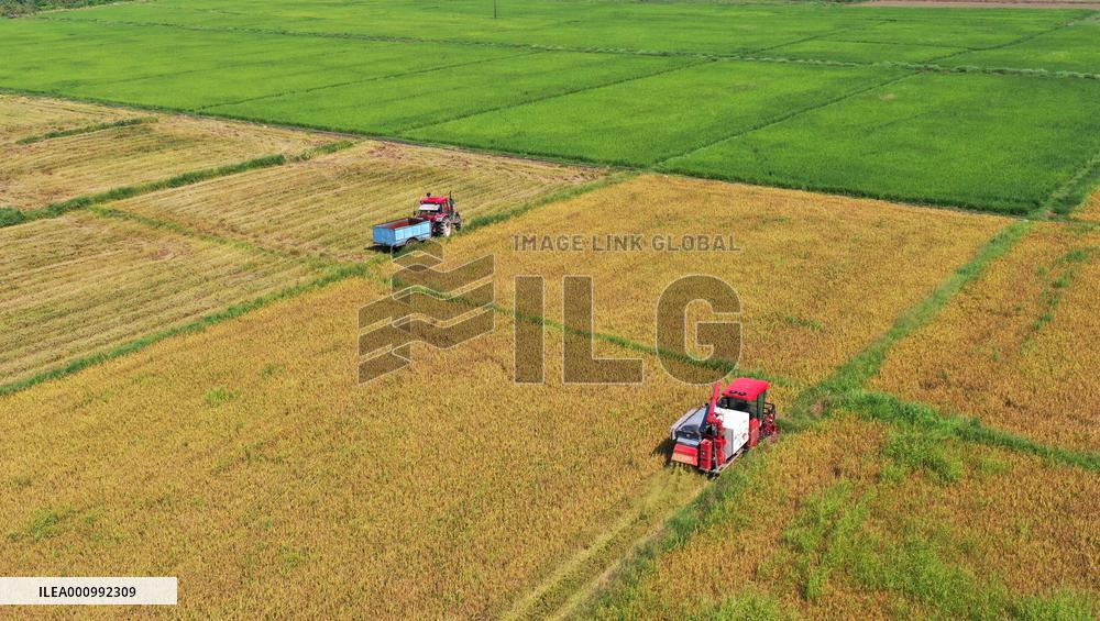 CHINA-JIANGXI-NANCHANG-RICE-HARVEST (CN)
