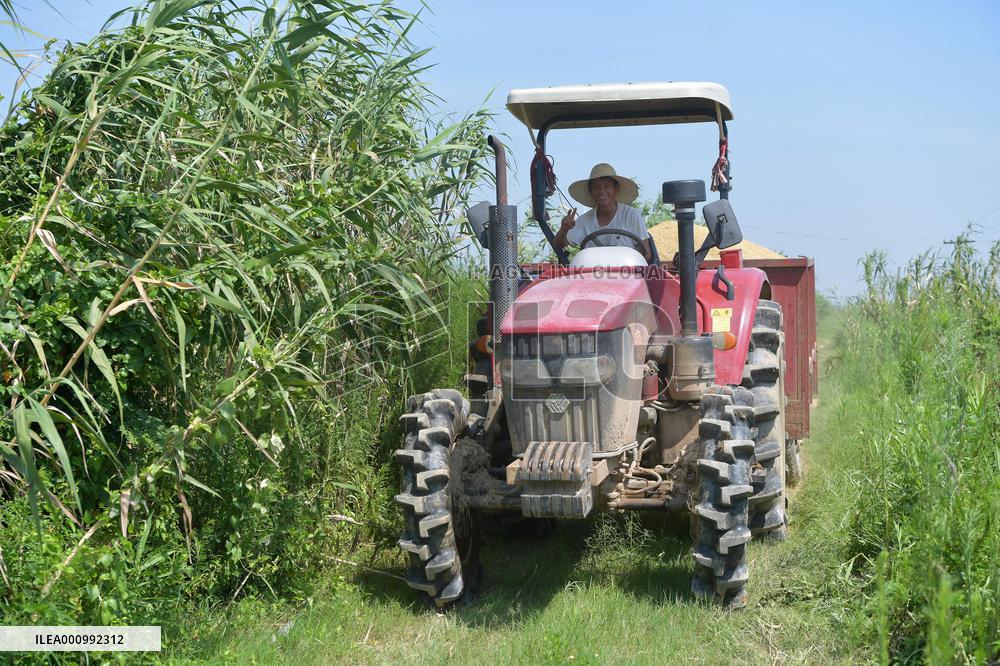 CHINA-JIANGXI-NANCHANG-RICE-HARVEST (CN)