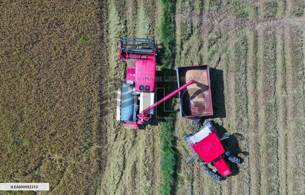 CHINA-JIANGXI-NANCHANG-RICE-HARVEST (CN)
