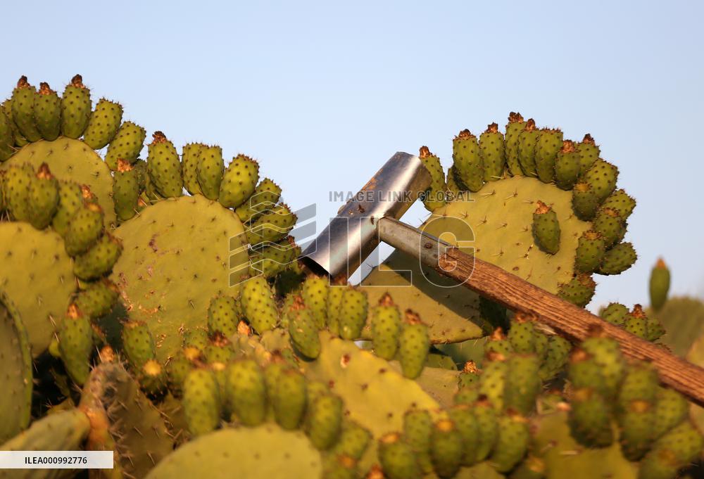 MIDEAST-GAZA-KHAN YOUNIS-PRICKLY PEAR