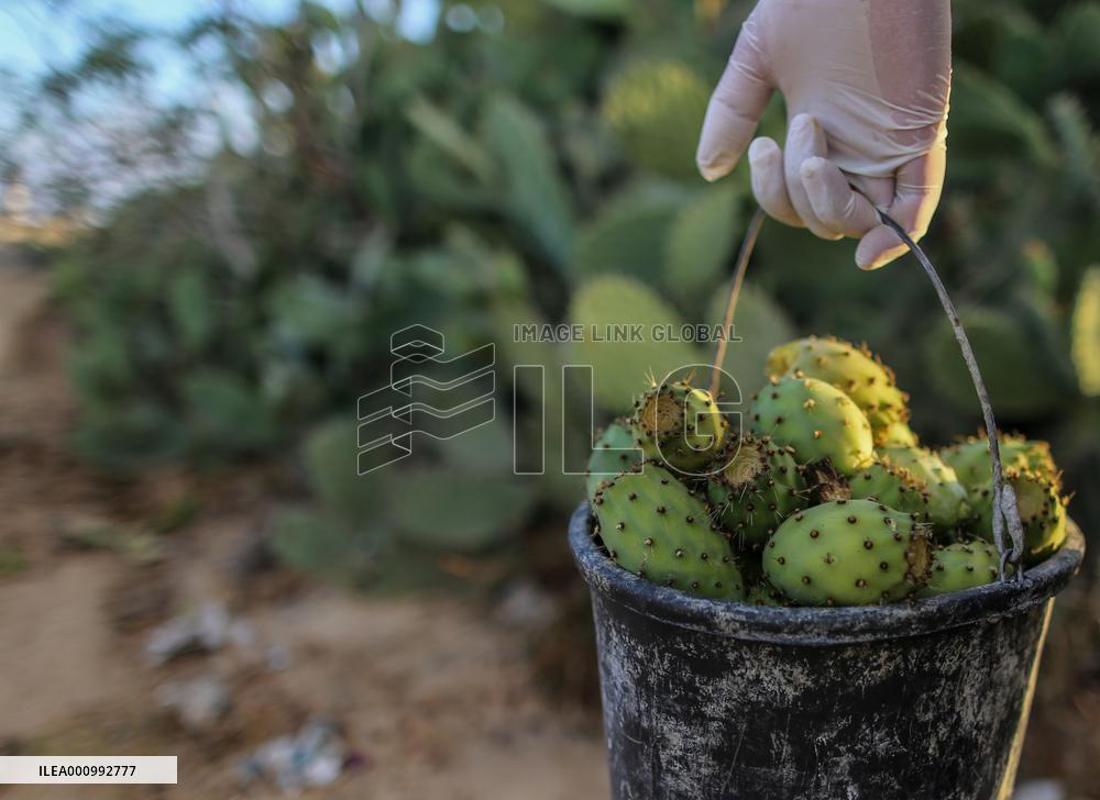 MIDEAST-GAZA-KHAN YOUNIS-PRICKLY PEAR