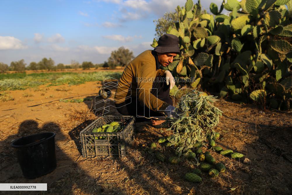 MIDEAST-GAZA-KHAN YOUNIS-PRICKLY PEAR