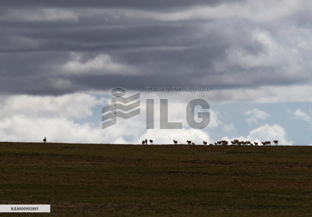 (InTibet)CHINA-TIBET-QIANGTANG NATURE RESERVE-TIBETAN ANTELOPES-BREEDING (CN)