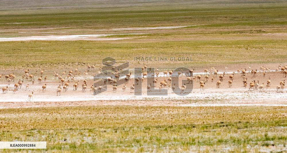 (InTibet)CHINA-TIBET-QIANGTANG NATURE RESERVE-TIBETAN ANTELOPES-BREEDING (CN)