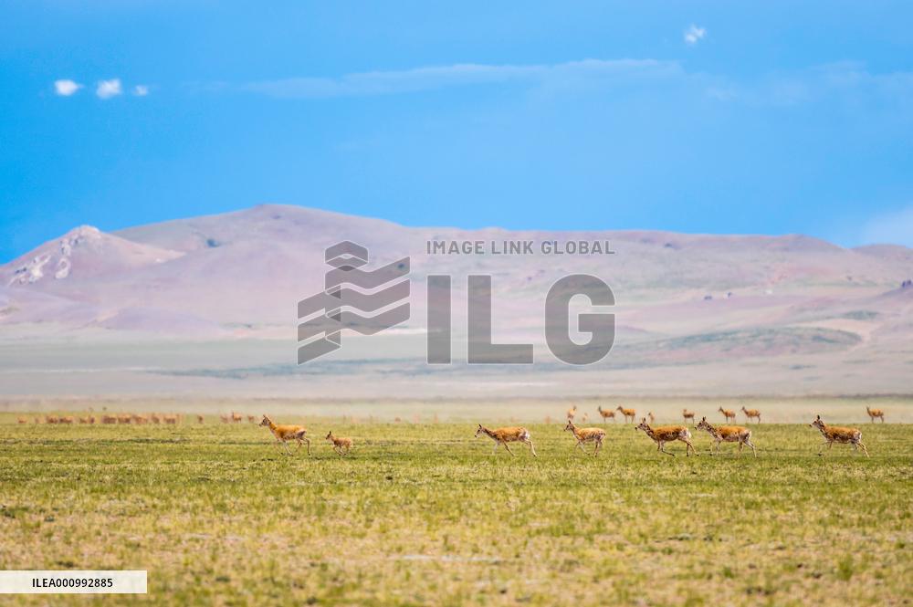 (InTibet)CHINA-TIBET-QIANGTANG NATURE RESERVE-TIBETAN ANTELOPES-BREEDING (CN)