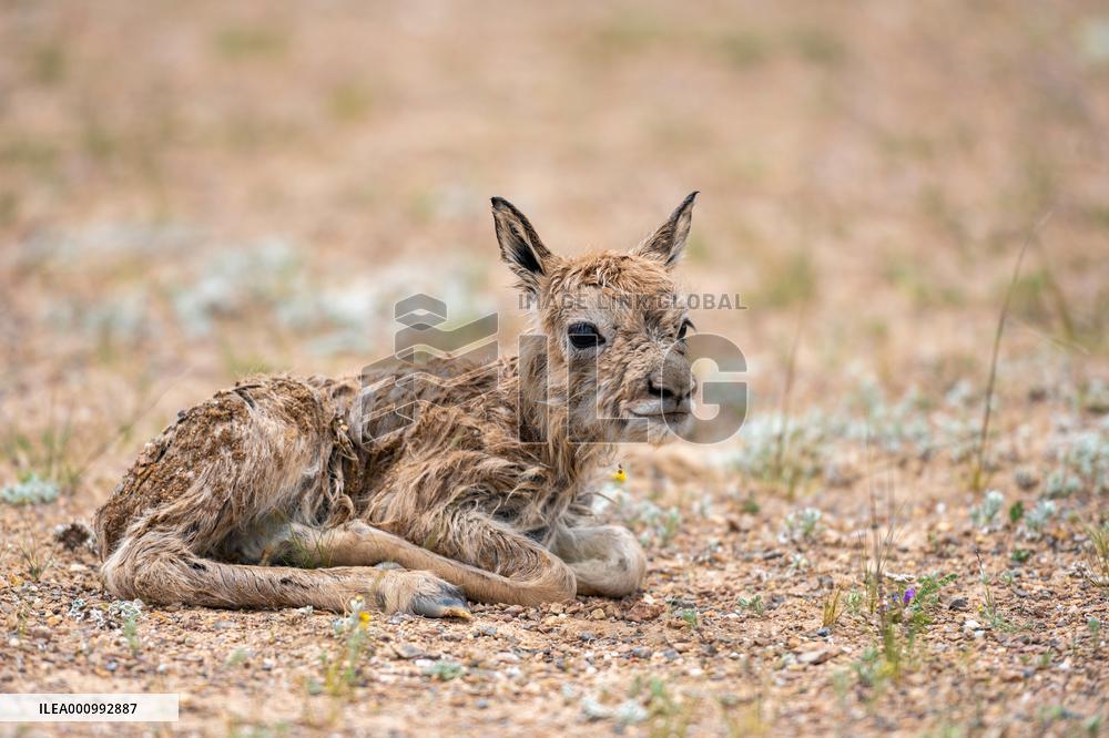 (InTibet)CHINA-TIBET-QIANGTANG NATURE RESERVE-TIBETAN ANTELOPES-BREEDING (CN)