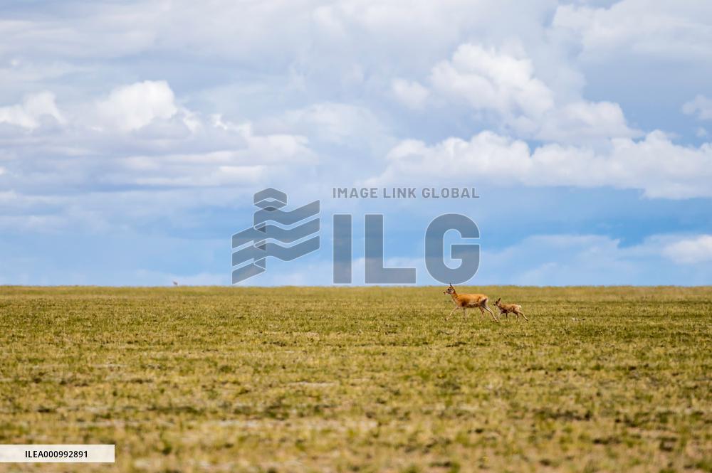 (InTibet)CHINA-TIBET-QIANGTANG NATURE RESERVE-TIBETAN ANTELOPES-BREEDING (CN)