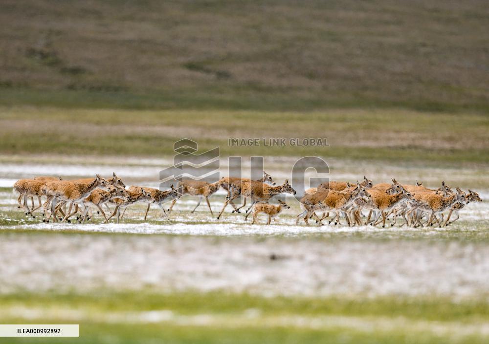 (InTibet)CHINA-TIBET-QIANGTANG NATURE RESERVE-TIBETAN ANTELOPES-BREEDING (CN)