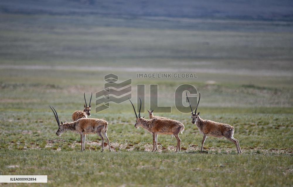 (InTibet)CHINA-TIBET-QIANGTANG NATURE RESERVE-TIBETAN ANTELOPES-BREEDING (CN)