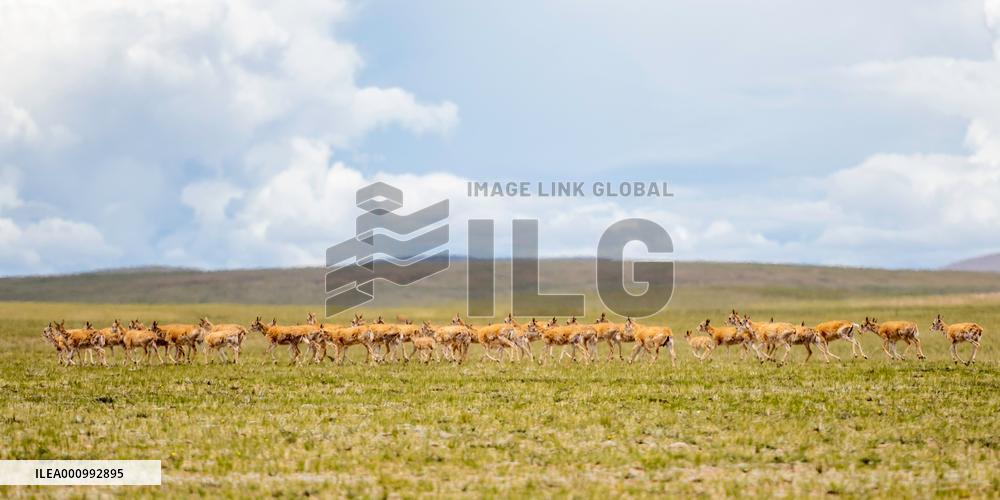 (InTibet)CHINA-TIBET-QIANGTANG NATURE RESERVE-TIBETAN ANTELOPES-BREEDING (CN)