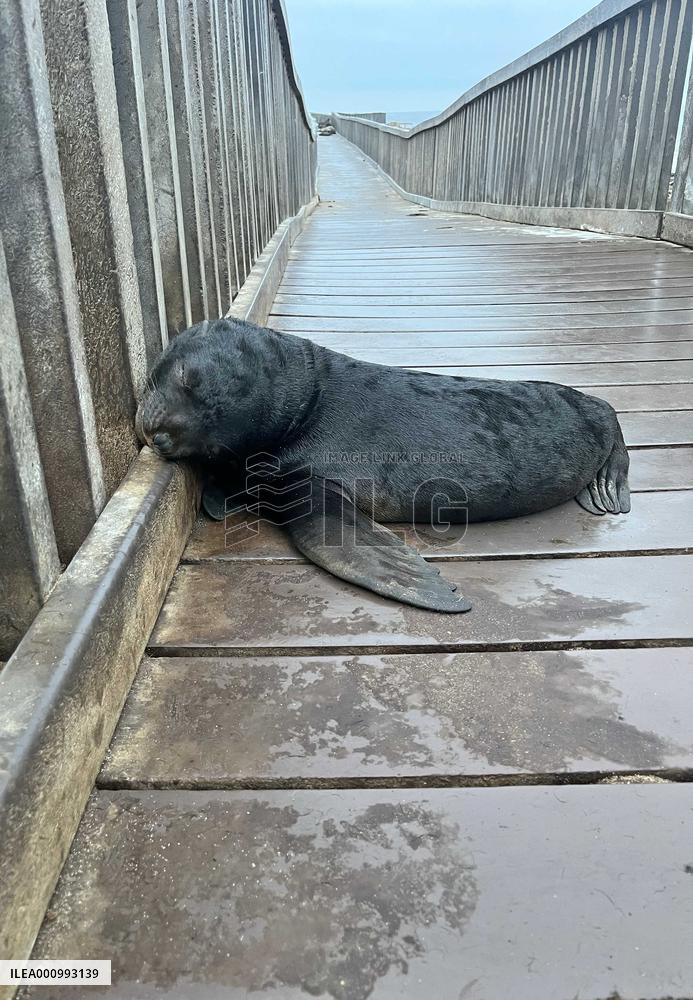 NAMIBIA-WINDHOEK-SEALS-RESCUE