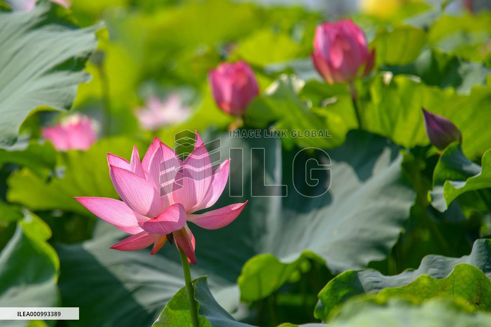 CHINA-SHANDONG-JINAN-LOTUS-SCENERY (CN)