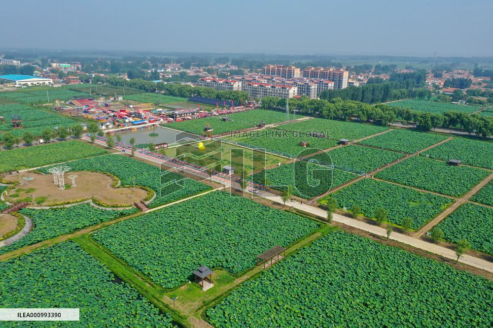 CHINA-SHANDONG-JINAN-LOTUS-SCENERY (CN)