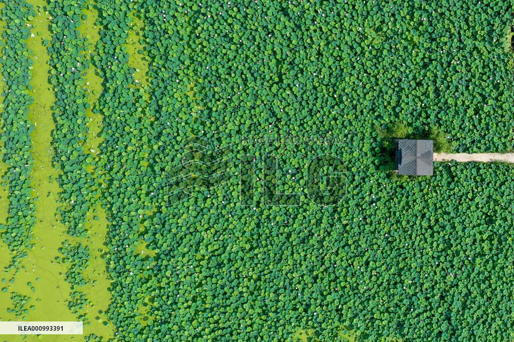 CHINA-SHANDONG-JINAN-LOTUS-SCENERY (CN)