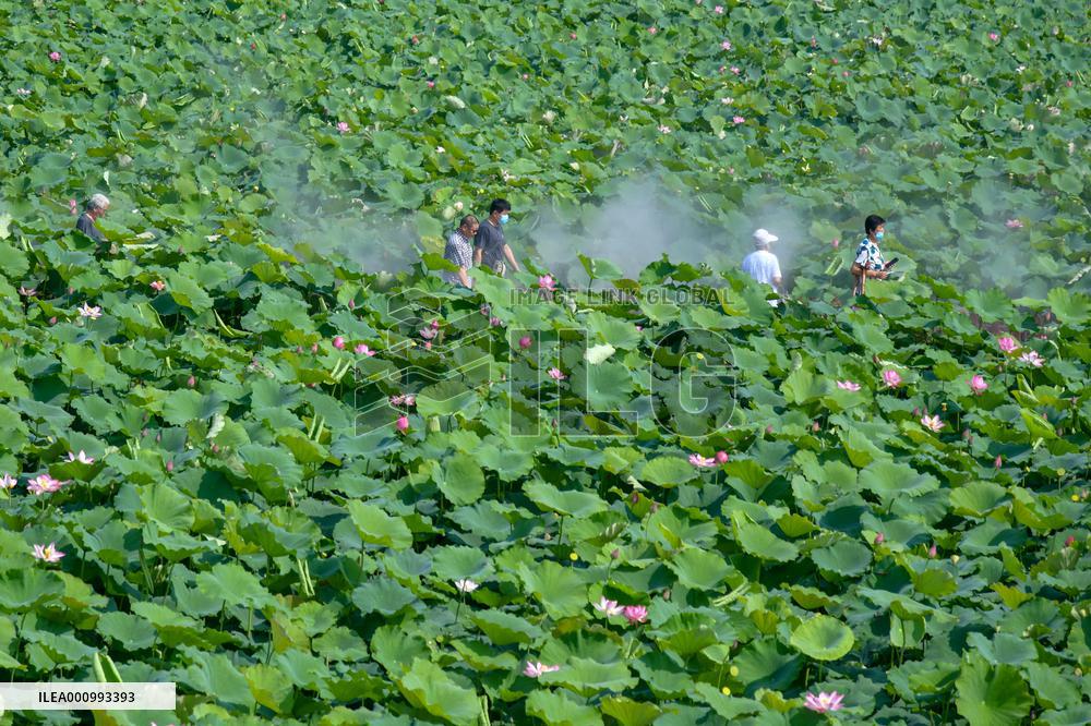 CHINA-SHANDONG-JINAN-LOTUS-SCENERY (CN)