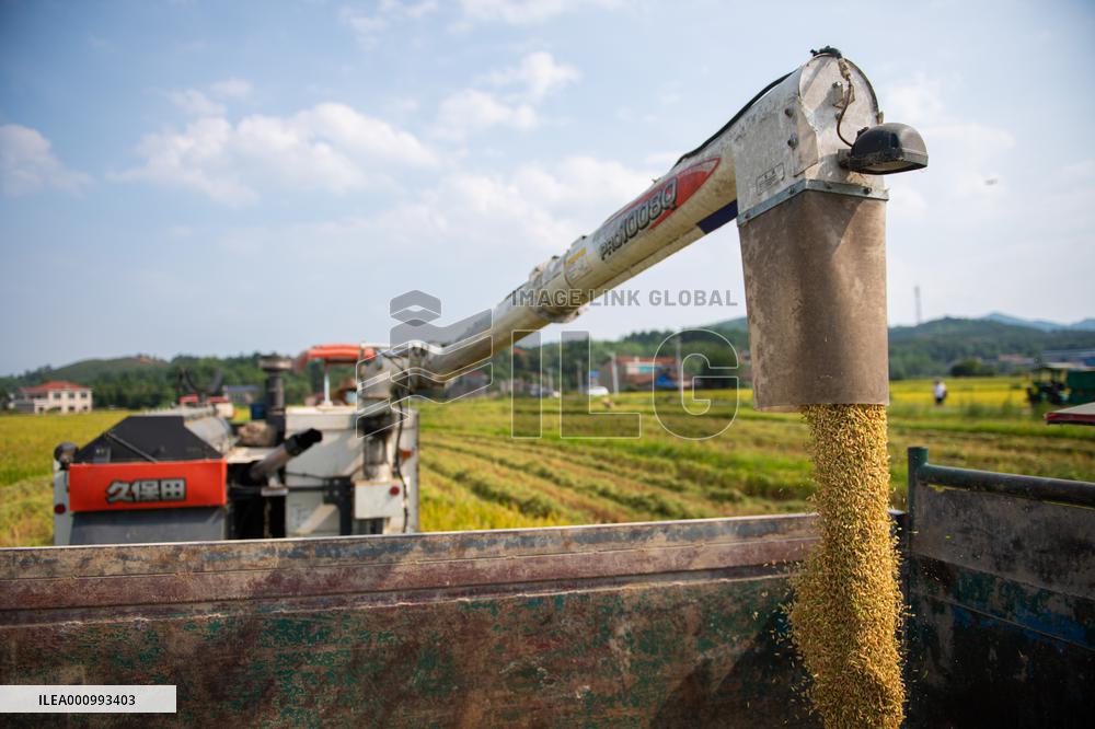 CHINA-HUNAN-RICE-HARVEST (CN)