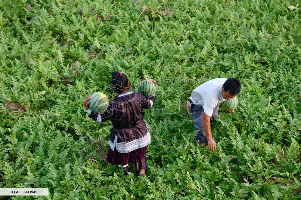 CHINA-GUIZHOU-RONGJIANG-WATERMELON-ECONOMY (CN)