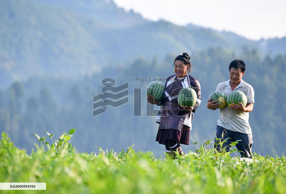 CHINA-GUIZHOU-RONGJIANG-WATERMELON-ECONOMY (CN)