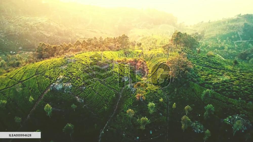 East China's tea products gaining popularity in Africa