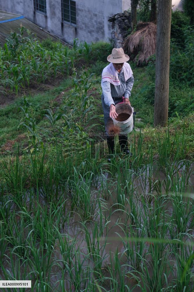 (ZhejiangPictorial) CHINA-ZHEJIANG-QINGTIAN-RICE-FISH CO-CULTURE SYSTEM (CN)