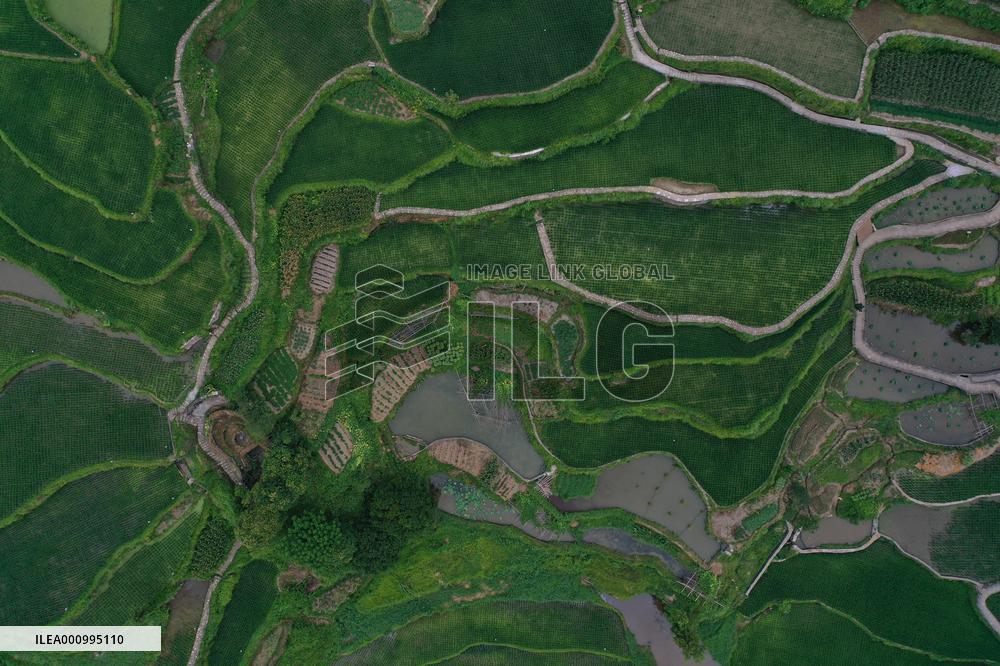 (ZhejiangPictorial) CHINA-ZHEJIANG-QINGTIAN-RICE-FISH CO-CULTURE SYSTEM (CN)