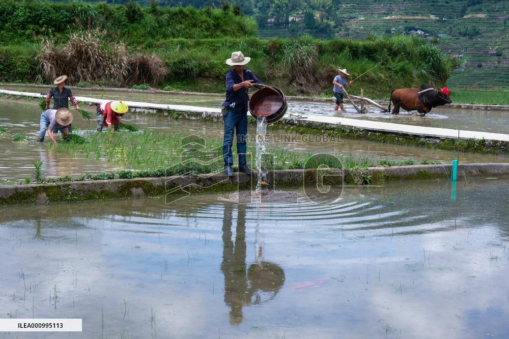 (ZhejiangPictorial) CHINA-ZHEJIANG-QINGTIAN-RICE-FISH CO-CULTURE SYSTEM (CN)