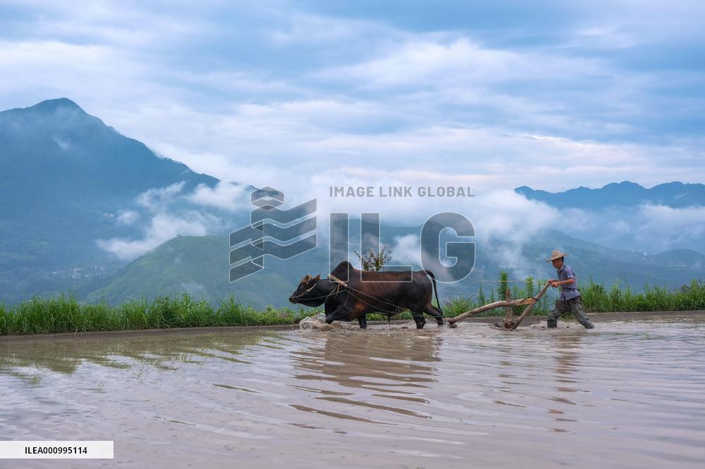 (ZhejiangPictorial) CHINA-ZHEJIANG-QINGTIAN-RICE-FISH CO-CULTURE SYSTEM (CN)