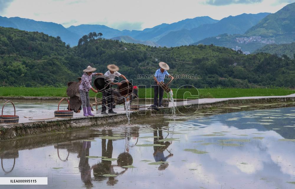 (ZhejiangPictorial) CHINA-ZHEJIANG-QINGTIAN-RICE-FISH CO-CULTURE SYSTEM (CN)