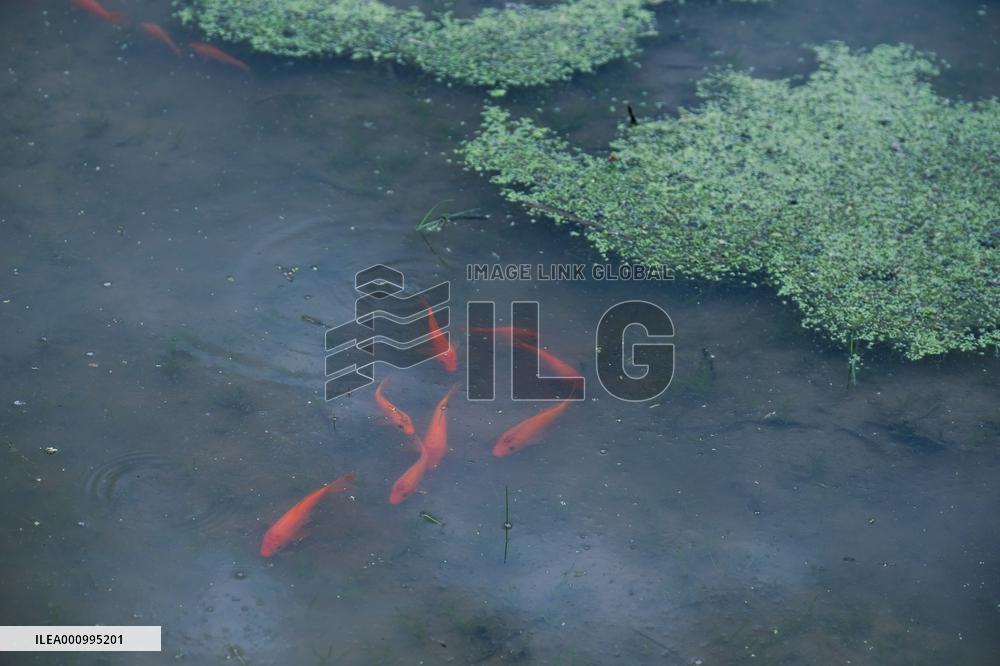 (ZhejiangPictorial) CHINA-ZHEJIANG-QINGTIAN-RICE-FISH CO-CULTURE SYSTEM (CN)