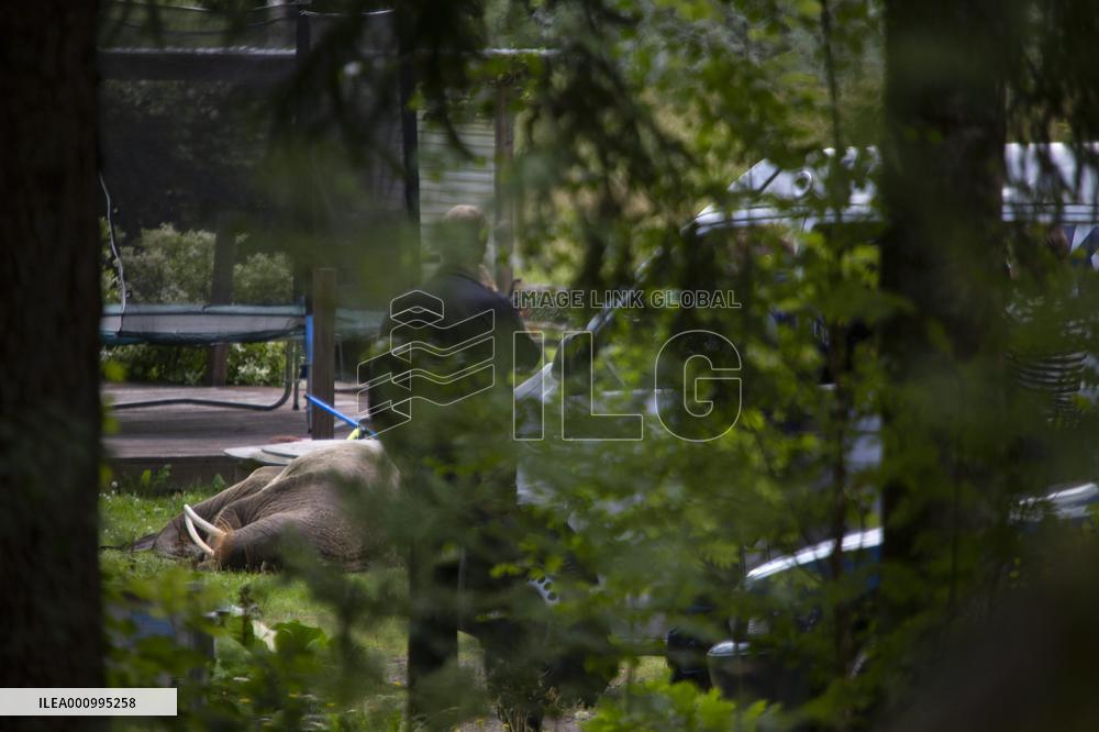 The walrus in Finland