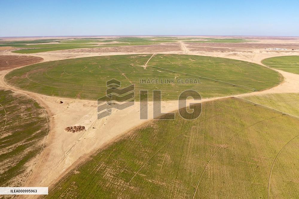 EGYPT-MINYA-CHINA-DESERT-FARMING