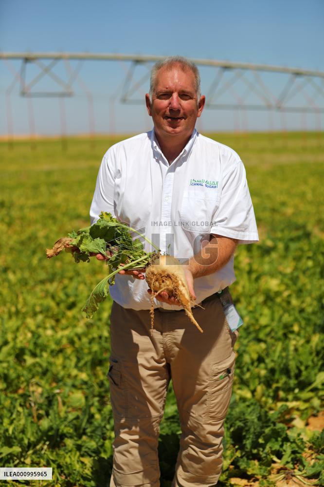 EGYPT-MINYA-CHINA-DESERT-FARMING