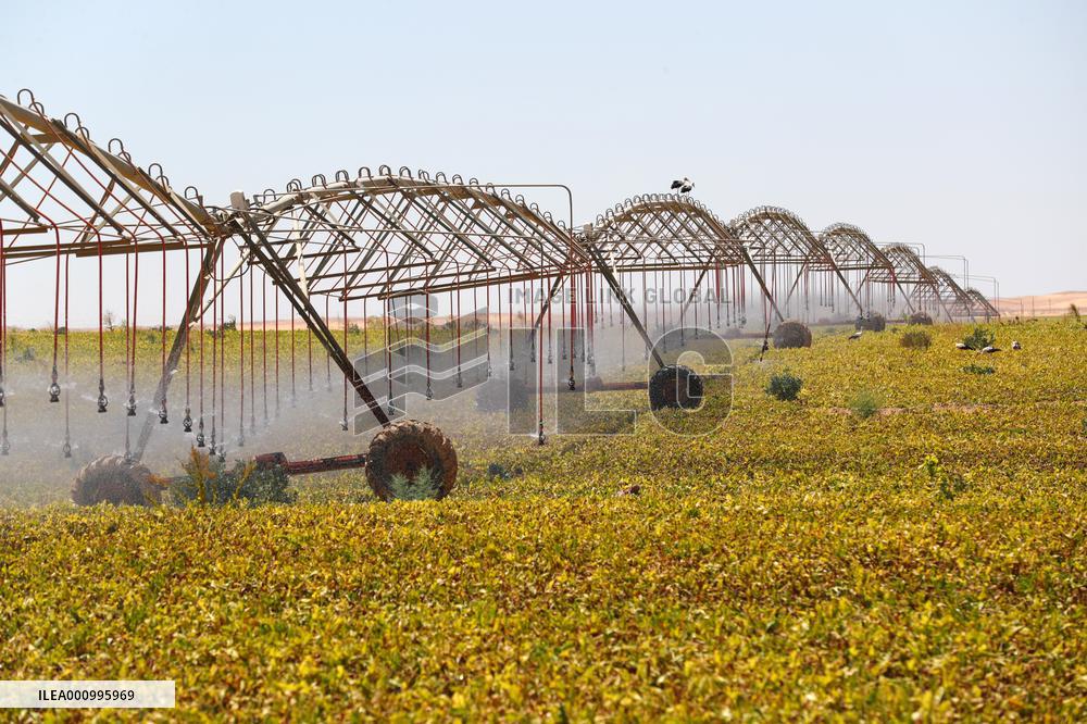EGYPT-MINYA-CHINA-DESERT-FARMING