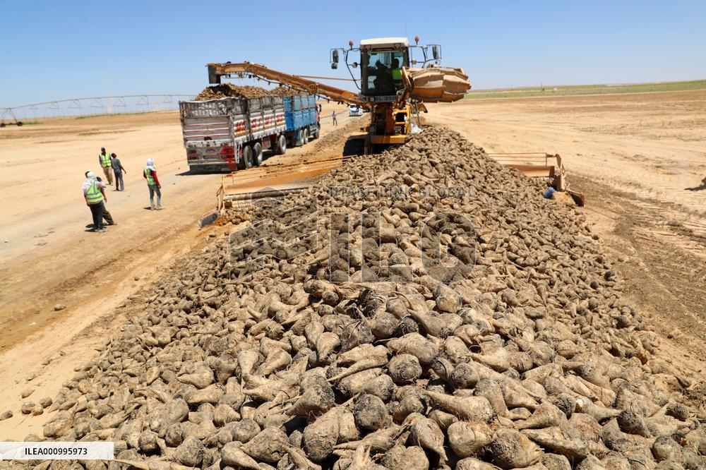 EGYPT-MINYA-CHINA-DESERT-FARMING