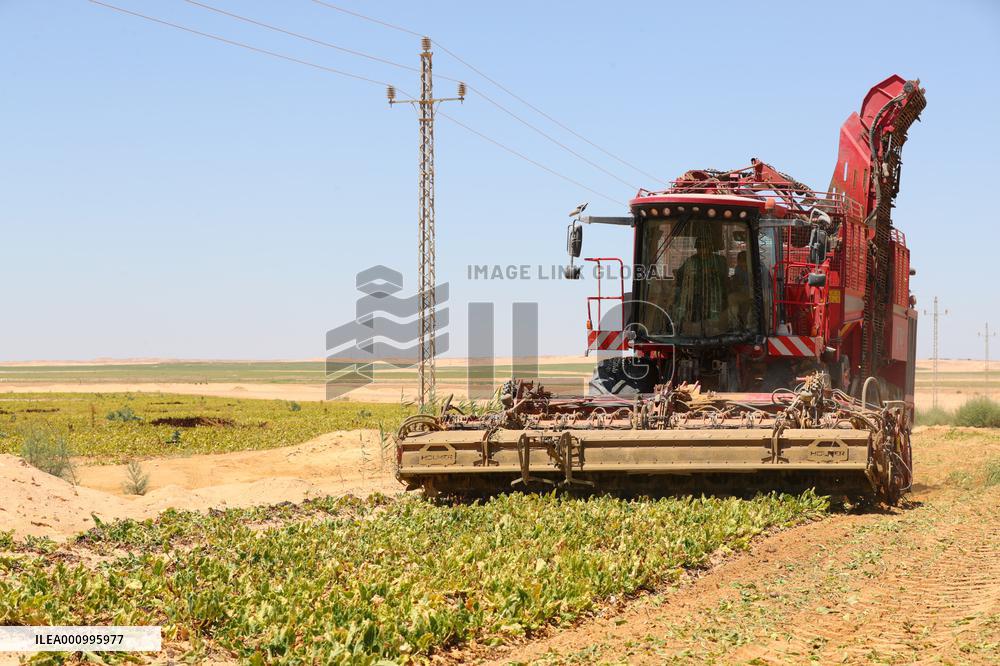 EGYPT-MINYA-CHINA-DESERT-FARMING