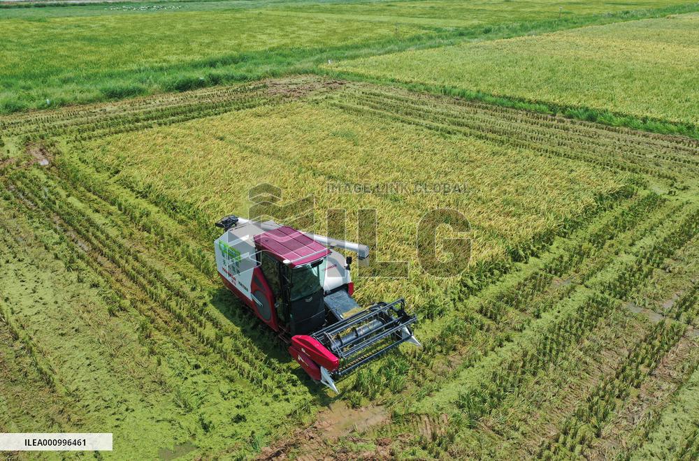 CHINA-JIANGXI-NANCHANG-HARVEST (CN)