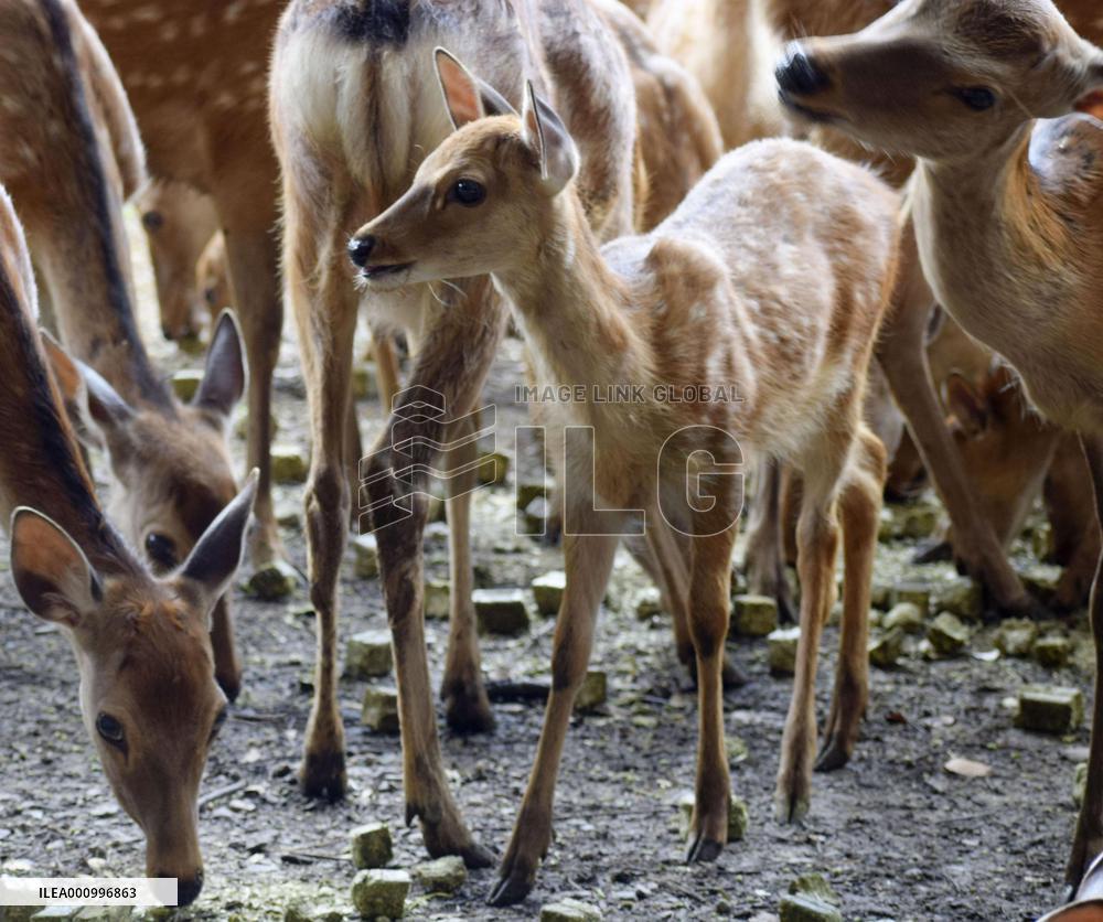 Fawns at Nara Park