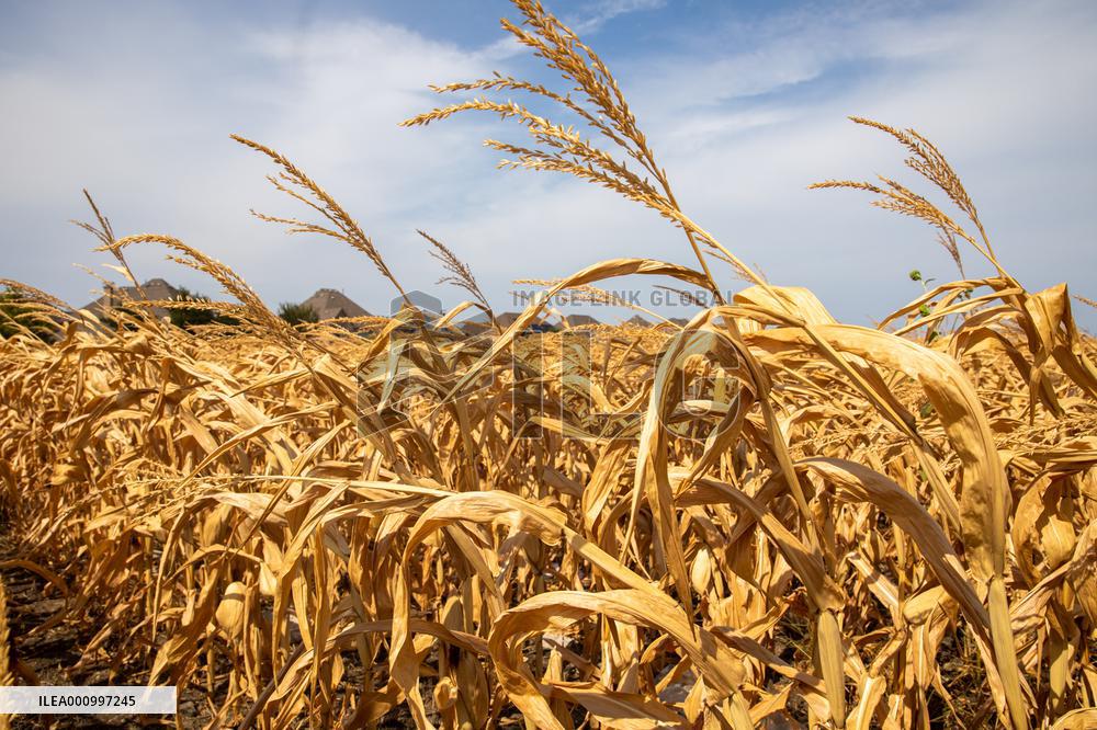 U.S.-TEXAS-HEAT WAVE