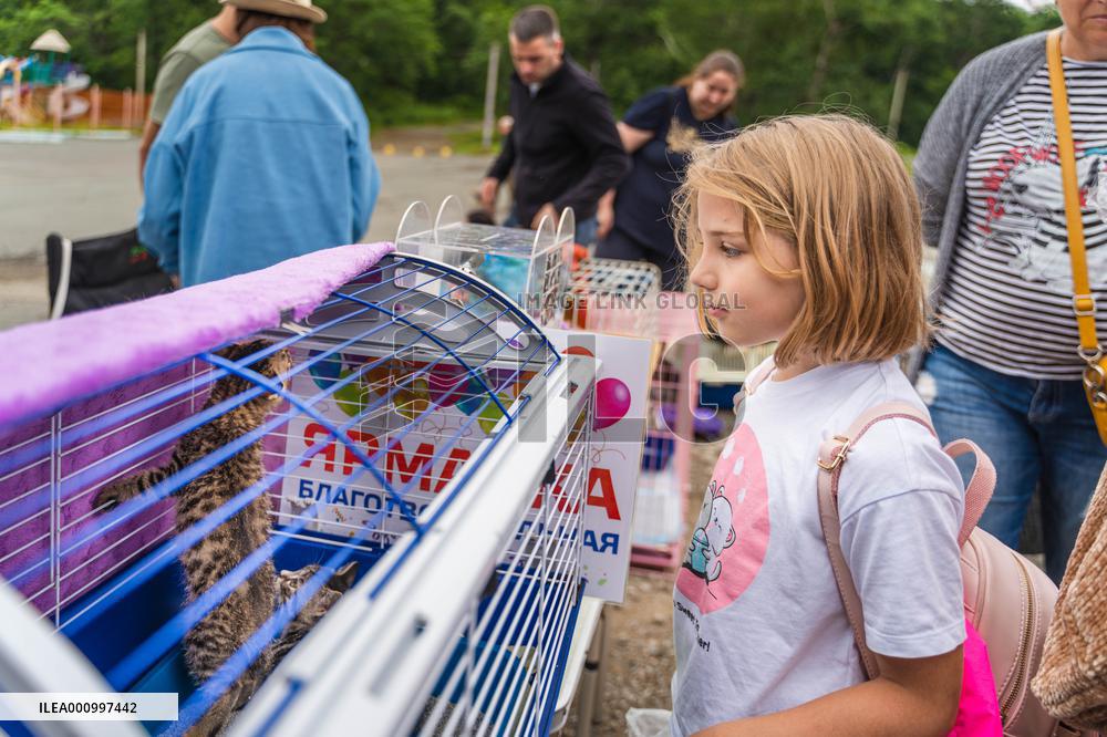 RUSSIA-VLADIVOSTOK-STRAY CAT-ADOPTION