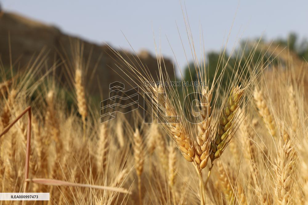 AFGHANISTAN-BAMYAN-WHEAT-HARVEST
